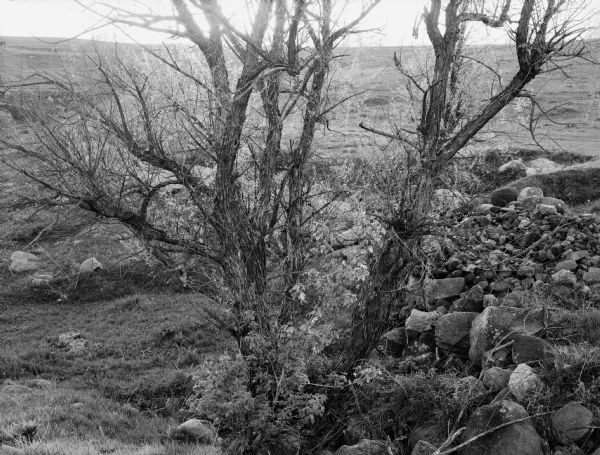 View of a tree surrounded by rocks and field. The trees branches have some leaves and buds on them. Caption reads: "Cross Plains (vicinity), Wis. May 17, 1960. Willow tree in upland pasture, spring growth."