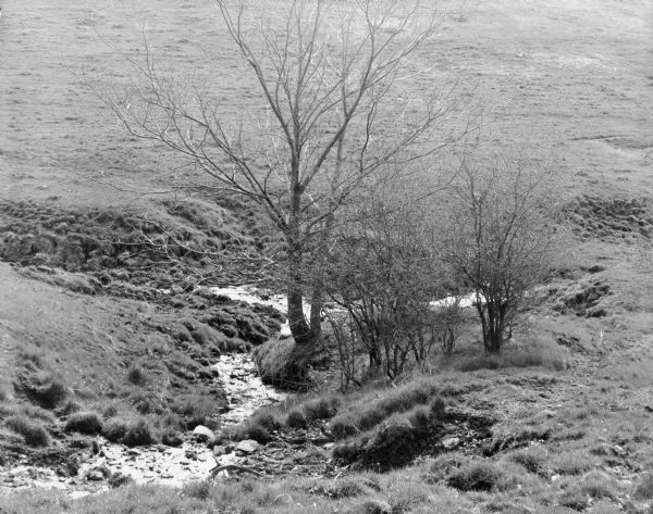 View looking down towards a bare tree, and other bare trees or shrubs, along a creek bed. Caption reads: "Arena (vicinity), Wis. May 7, 1961. Water spring in pasture hillside."
