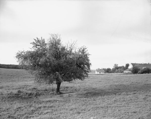 View of a tree in a field. A large and a small building are in the background on the right. Caption reads: "Pine Bluff (vicinity), Mineral Point Rd.), Wis. Aug. 9, 1964. Isolated apple (?) tree with small white buildings beyond."