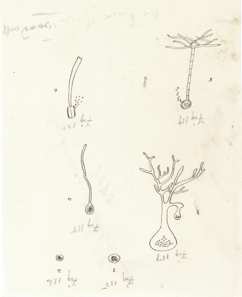 Four drawings showing embryonic development in plants.