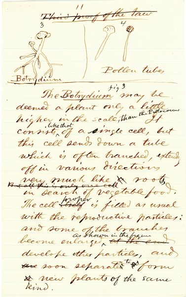 Page 11 of a speech written by Increase Lapham on embryonic development in plants. There are drawings at the top of the page.