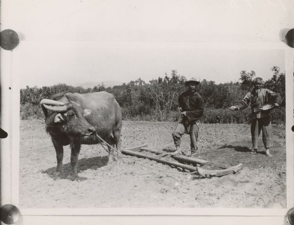Two men are standing near an ox, which is dragging a wooden implement. One man is holding a woven basket and casting seeds. Caption reads: "Sewing [sic] sesame seed Nanking China."