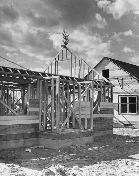 View of a building under construction. A small tree is mounted on the gable. Caption reads: "Small tree placed atop frame of newly erected barn – an old custom. Photo ca. 1952."