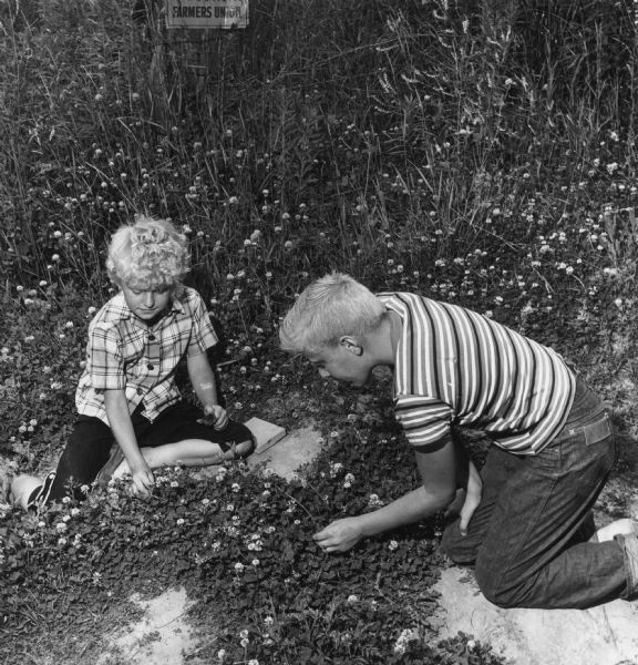 Two children search through a clover field. Caption reads: "<b>FOUR-LEAF CLOVERS</b> seem to stand out from the common three-leaf plants for Alan and Susan Tronrud of Connorsvillle, Wis. They have found easy picking in this patch."