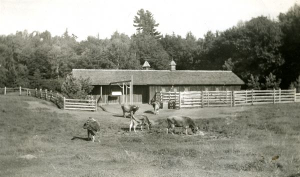 Five Brown Swiss cows graze in a split-railed fenced pasture attached to the cow barn known as the "Cow Palace". The barn is a vertical log structure with a cedar shake roof and two cupolas. Tall evergreen trees are in a forest in the background.