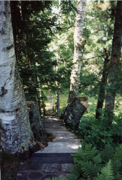 A boardwalk that goes thorough the woods from the main lodge at Forest Lodge to the boathouse.  The boardwalk is lined with mature birch trees and ferns, as well as two large birch stumps.