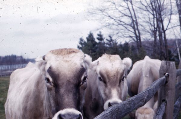 Close-up of three Brown Swiss cows at the split-rail fence in the Forest Lodge pasture. Lake Namakagon is in the background.