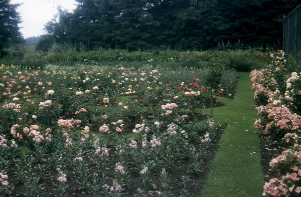 Rose Garden by Tennis Court Photograph Wisconsin Historical Society