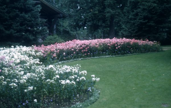 Mown lawn edged by tall white and pink phlox with white alyssum along the edge. Main lodge and tall spruce trees are in the background.
