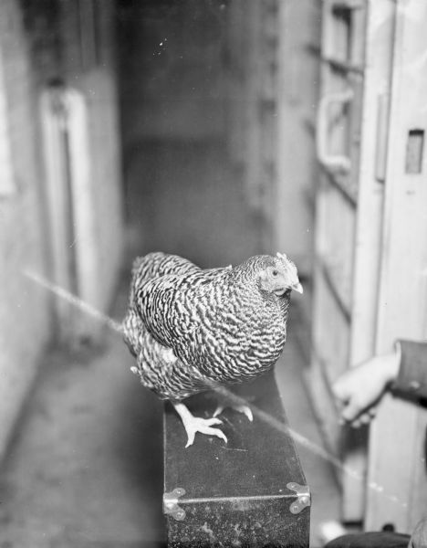 View of a hen, a barred Plymouth Rock, found jaywalking on University Avenue, in the city jail.