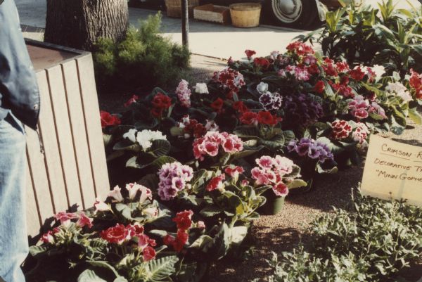 A display of flowers for sale on the sidewalk at the Dane County Farmers' Market. A person (out of frame) is standing in the left foreground.