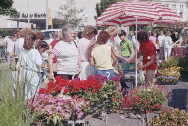 Pedestrians are looking at a display of plants for sale, and a woman is selling strawberries from under an umbrella at the Dane County Farmers' Market on the Capitol Square. The Wisconsin State Capitol is in the background on the right, and the M&I Auto Bank is across the street on the left.