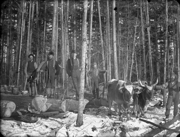 Five men posed standing and holding logging tools next to a team of two oxen in a snow-covered forest.	