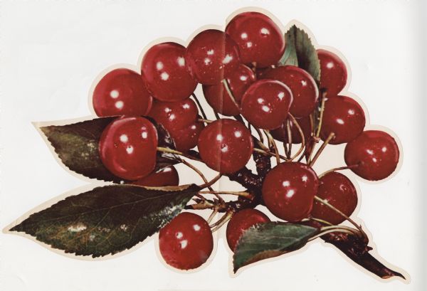 Die-cut poster intended to promote cherries, showing a bunch of cherries on a branch with leaves.